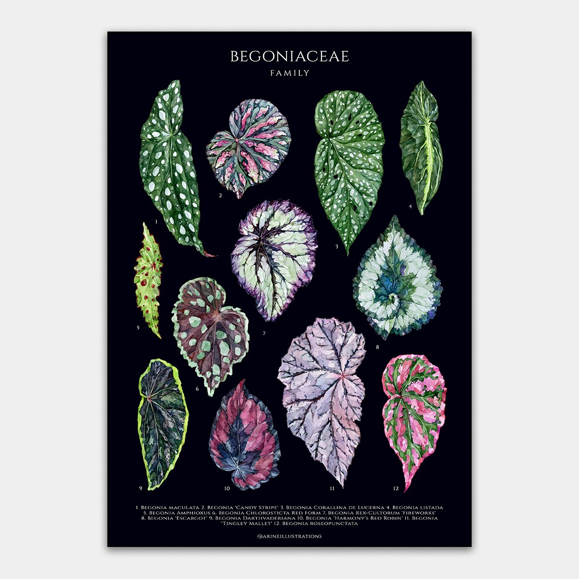 Begonia Species Poster | arineillustrations